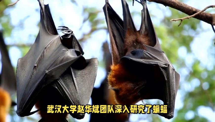 中银航空租赁拟购买50架波音737-8,香港6合开奖2o24年最新开奖,全面解答解释落实_内测版V8.25