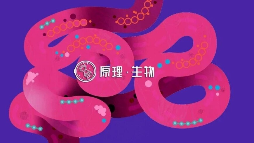 澳门玄武版免费资料,悬赏5万的走失宠物狗遭烹饪分食,广泛的解释落实方法分析_测试版V2.3